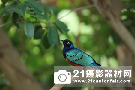 佳能推出L级EF远摄变焦镜头新品EF70-200mmf/2.8LISI